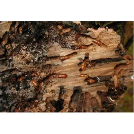 Консервант древесины ConWood Mineral Premium без маркера, 5 кг