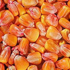 Краска для семян красная REDCORN 1 л