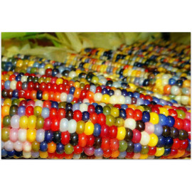Краска для семян красная REDCORN 5 л