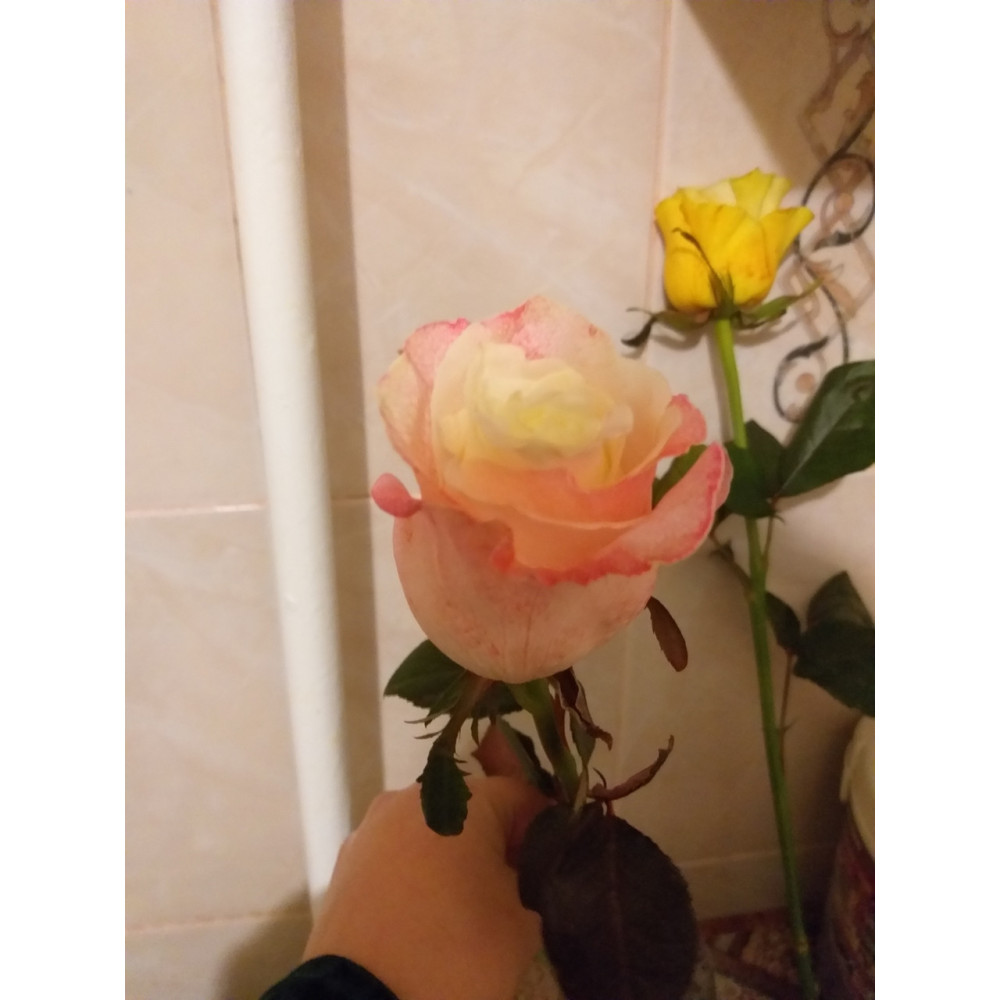 Краситель для срезанных цветов оранжевая PreFlower Color 2 мл